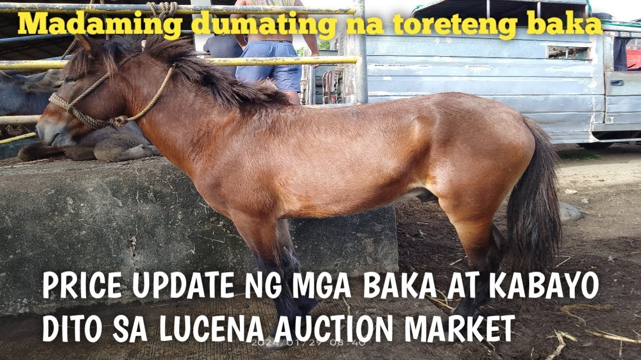 Price Update ng Kabayo at Baka dito sa Lucena Auction Market..