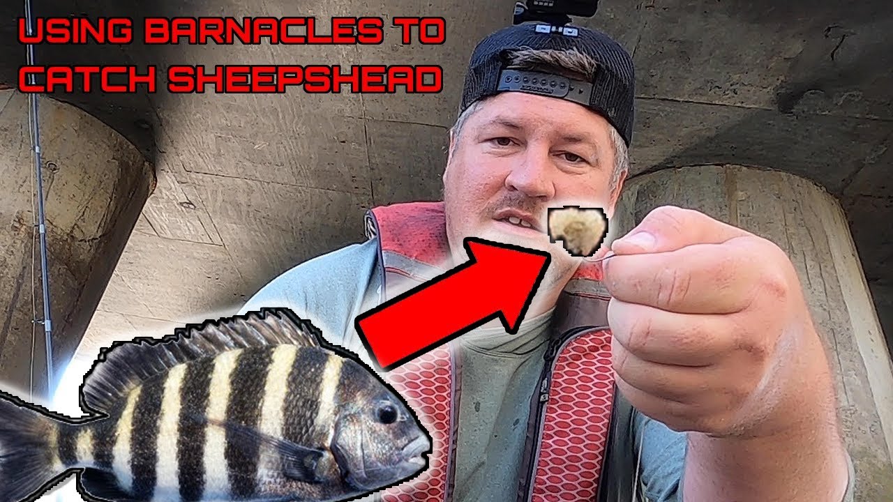 How to Catch Sheepshead using BARNACLES