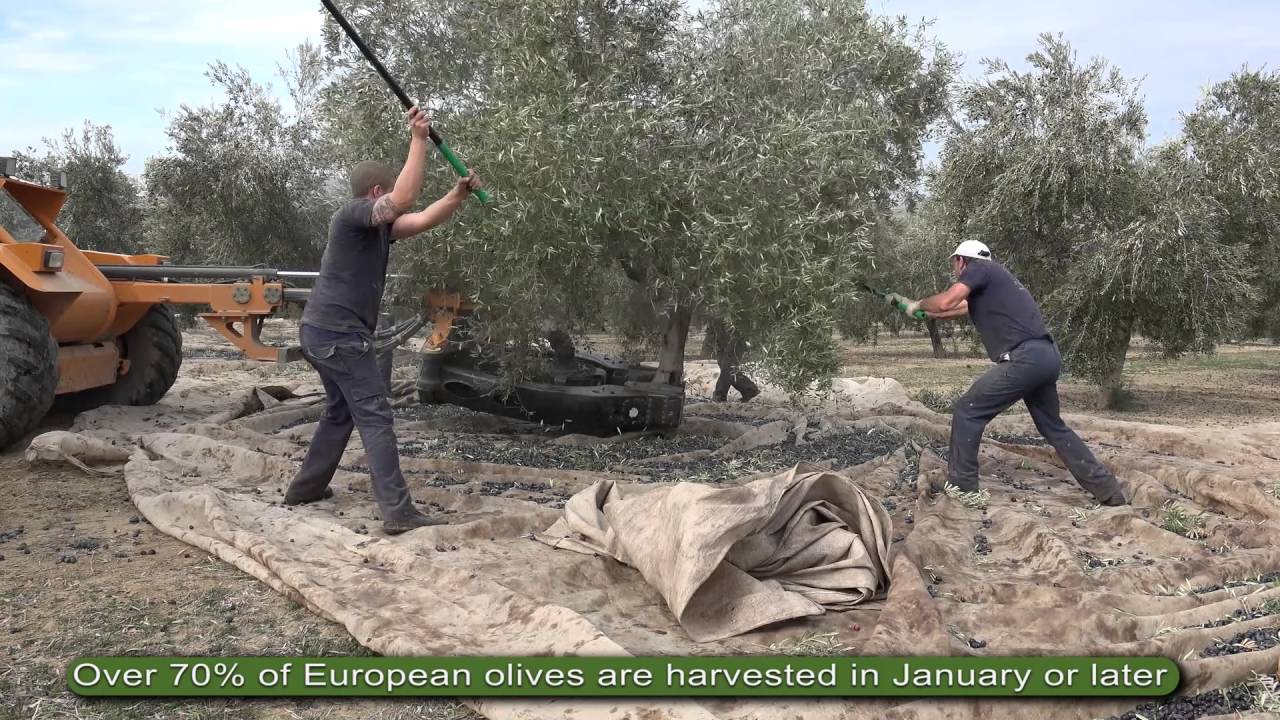 Corto Olive Oil Explainer - Our Way vs. Their Way