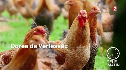 Marchés - Des volailles oubliées
