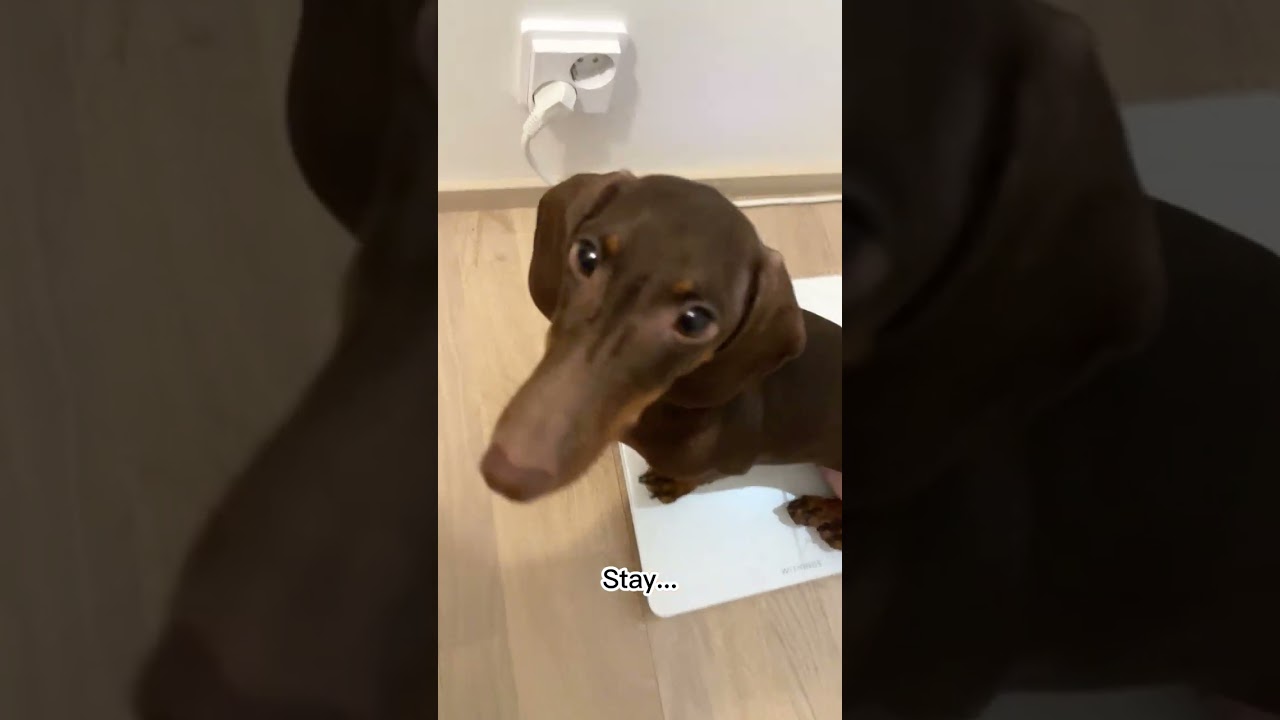 How to check Dachshund's weight 