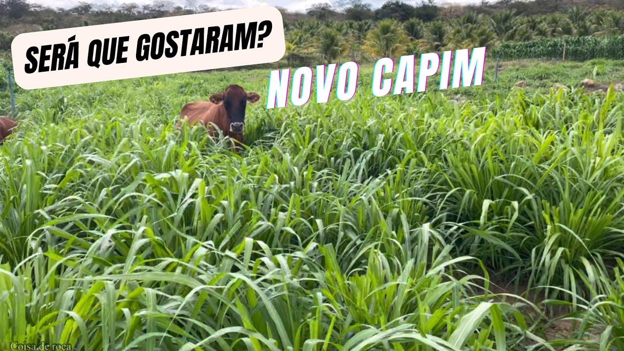 Gado no piquete do capim MG 12 paredão, será que gostaram?