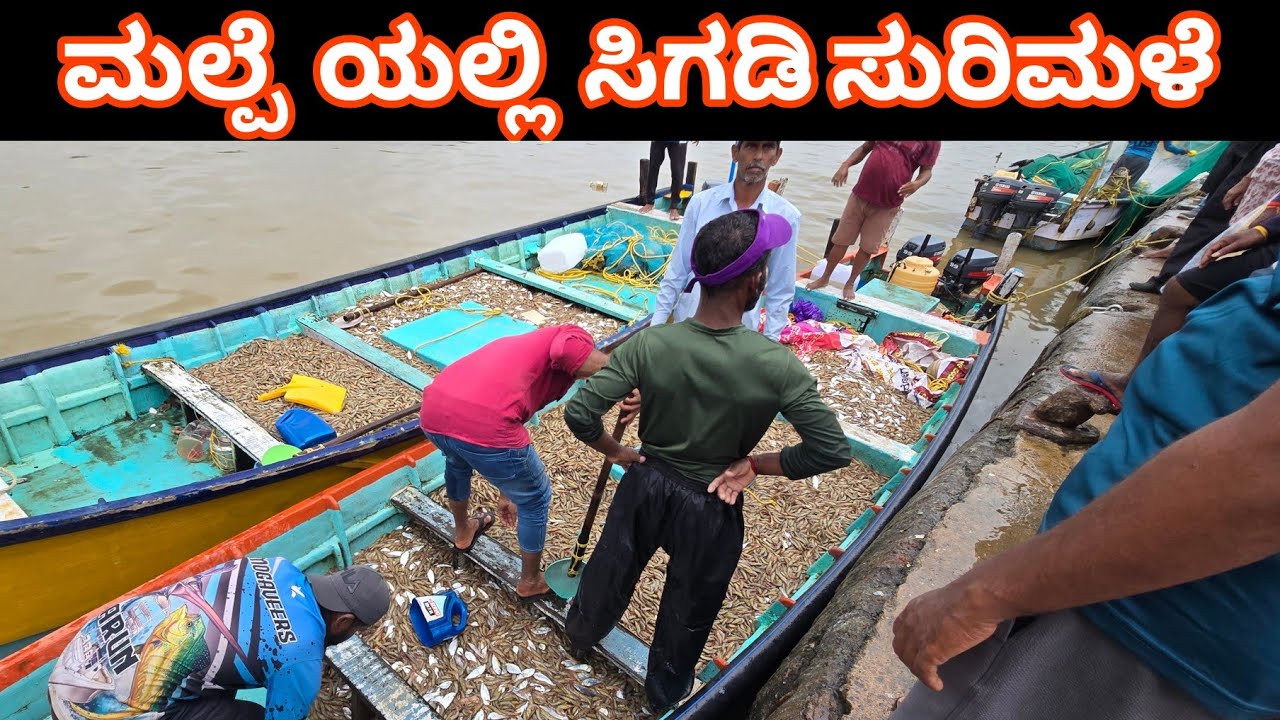 ಮಲ್ಪೆ  ದೋಣಿ ಯಲ್ಲಿ  ಸಿಗಡಿ ಸುರಿ ಮಳೆ 🦐🦐😮😮