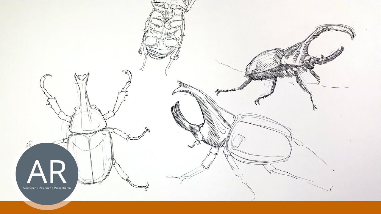 Käfer-Skizzen. Tier-Studien zeichnen. Tiere zeichnen lernen. Tier-Illustrationen aus dem Mappenkurs
