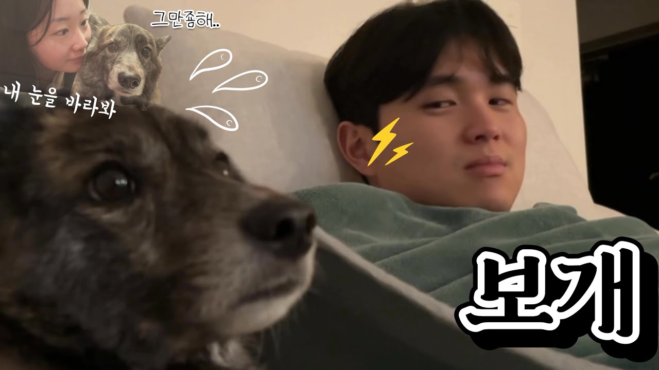 [VLOG] 눈치보는 강아지의 엄마아빠 일주일 관찰일지ㅎ |강아지&신혼부부 브이로그|