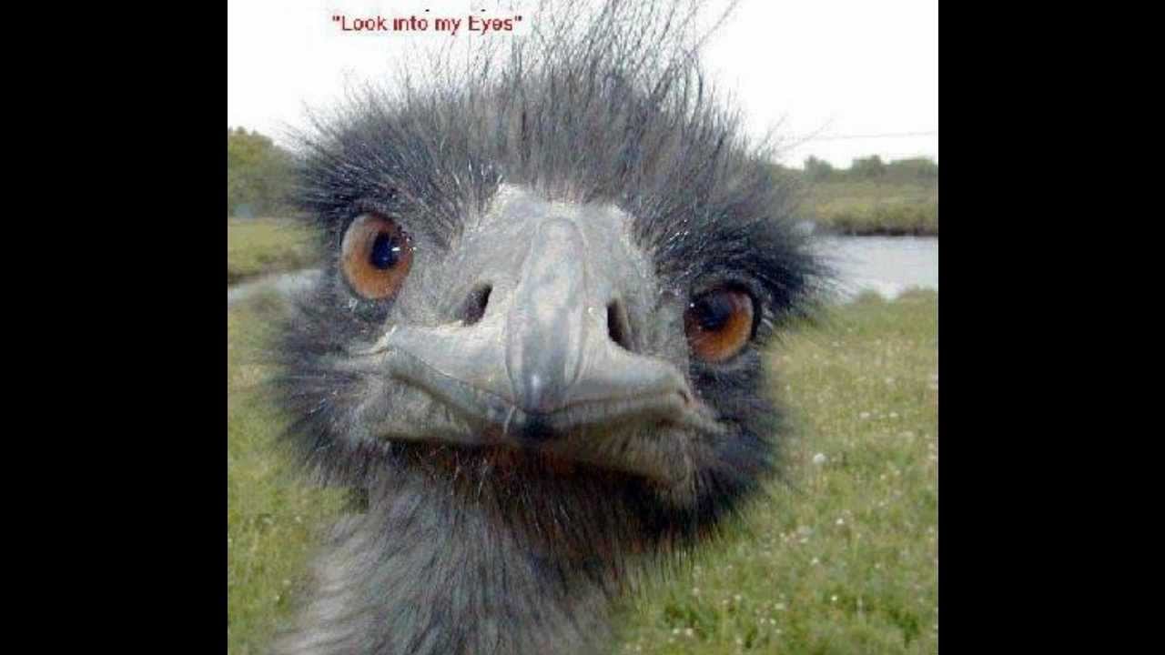 Broadway Joe D´r Bolle Käs