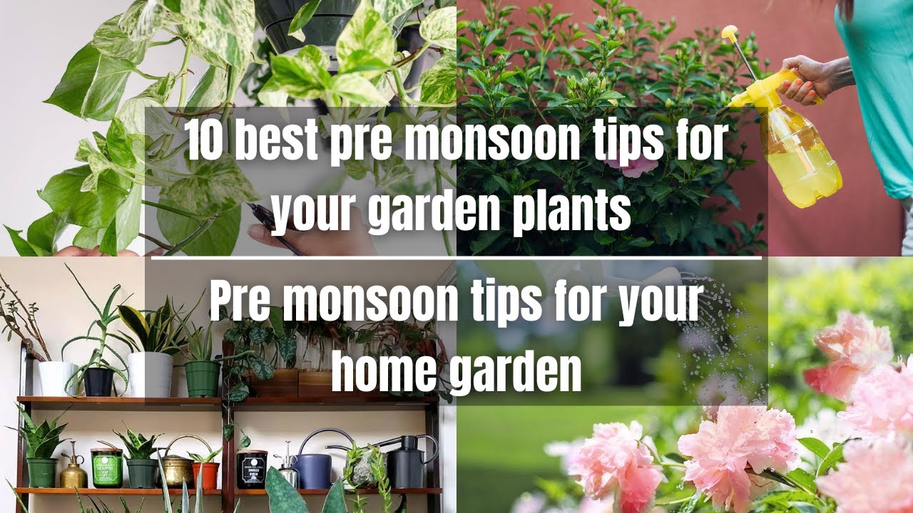 10 best pre monsoon tips for your garden plants | pre monsoon tips for your home garden