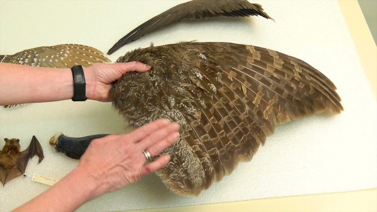 EP04 Feathers and Wings