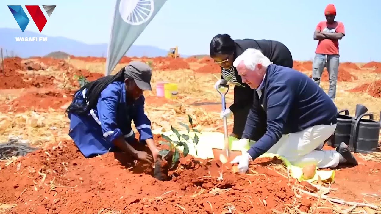 WAKULIMA IRINGA WASHAURIWA KULIMA ZAO LA KARANGA MITI (MACADAMIA)