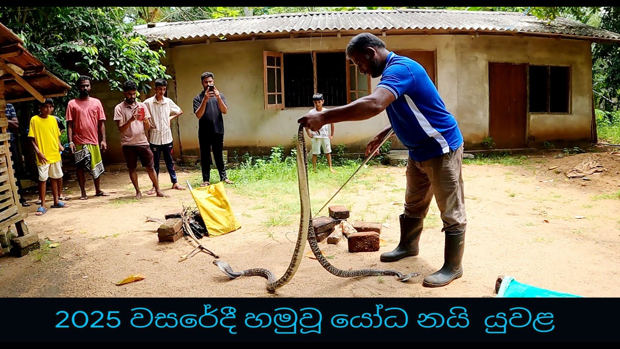 The giant cobra couple met in 2025