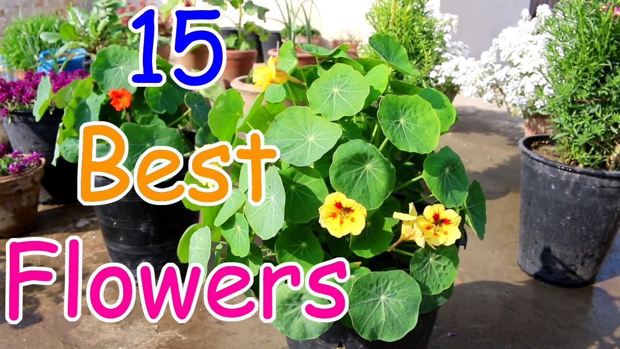 Best flowers Home-garden aur Pots klea | Best annual flowers (Urdu/Hindi)