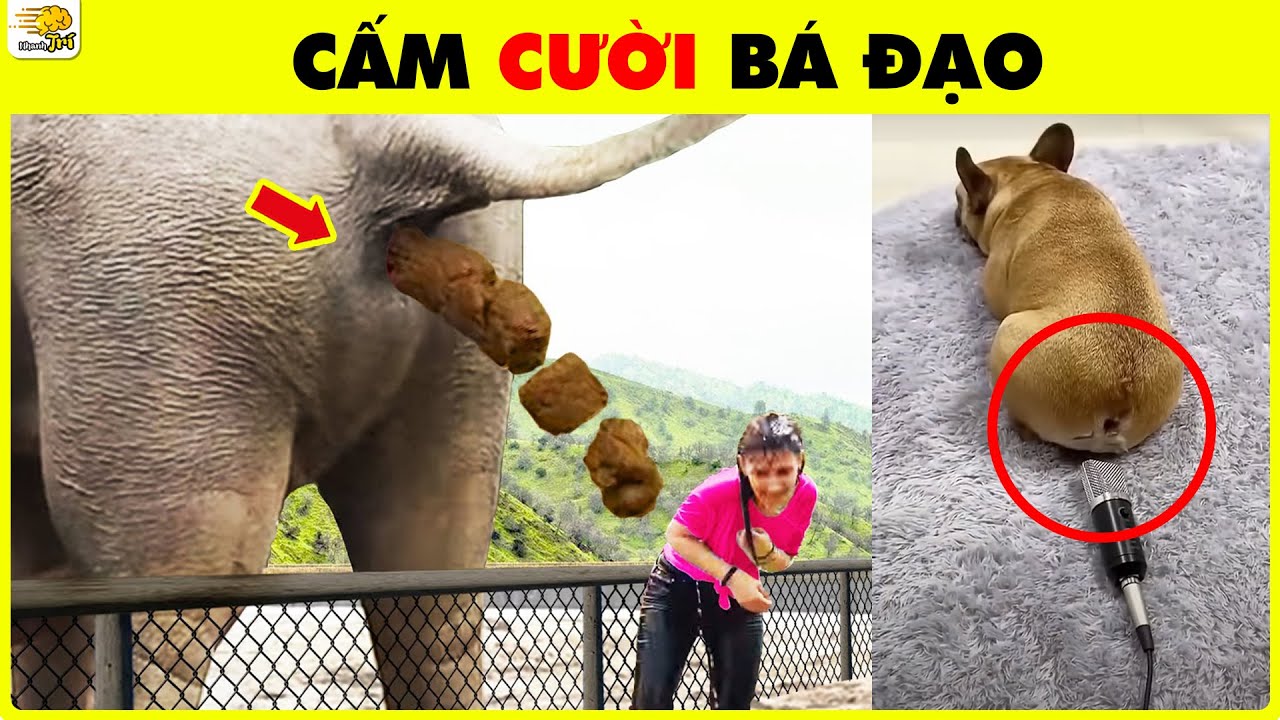 😆 101 Những Khoảnh Khắc Hài Hước & Lầy Lội Nhất Của Động Vật - Không Cười Không Lấy Tiền | Nhanh Trí