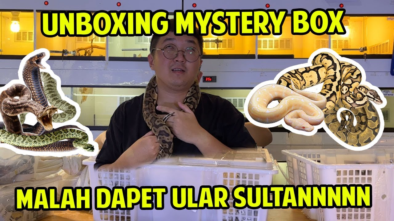 UNBOXING MYSTERY BOX ULAR !! ISINYA NGERIIII