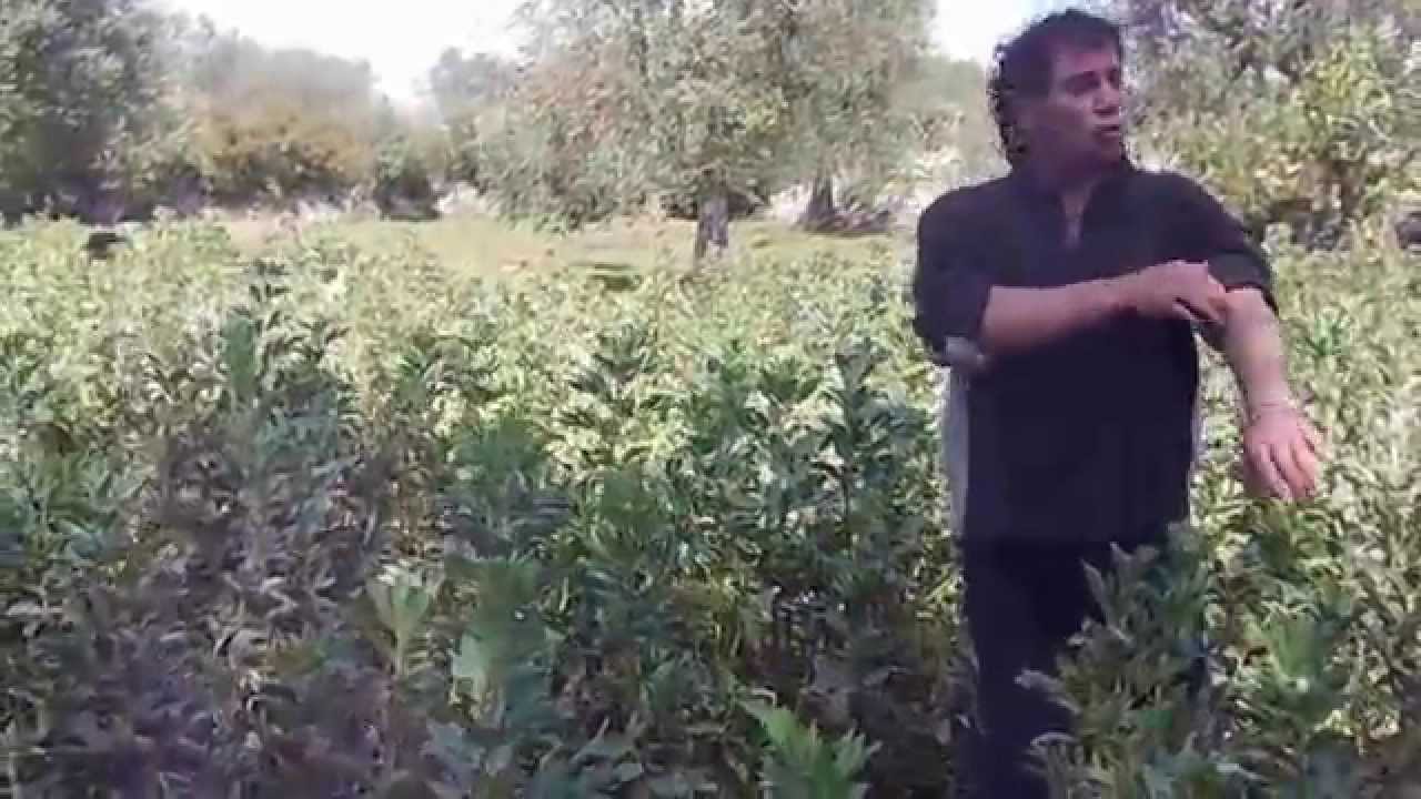 Viv@voce. Il savese a cui è stata sequestrata una cassetta di fave ...