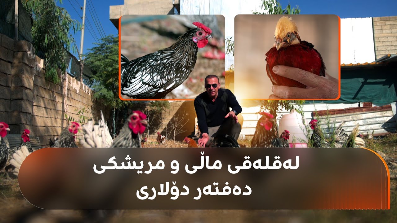 رەنج سەنگاوی لەنێو باخێکی پڕ لە پەلەوەری گرانبەها و دەگمەن لە سلێمانی