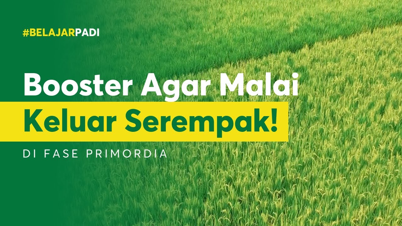 #Belajar Padi - Booster agar Malai Padi Keluar Serempak di Fase Primordia