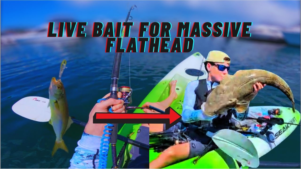 THIS LIVE BAIT GOT ABSOLUTLEY CRUSHED! ( fishing for Sydney flathead)