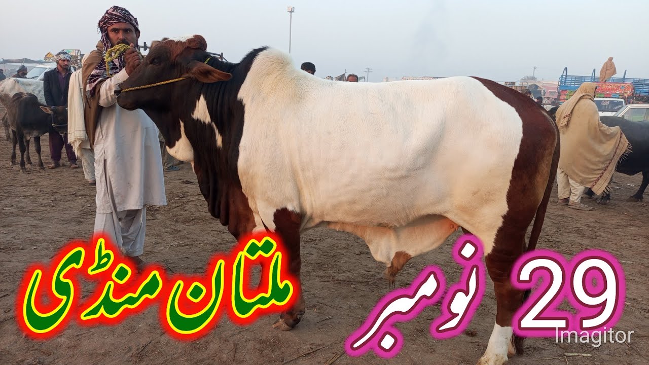 Multan mandi fresh update/29/ November  2025 video sahiwal cholistani pak Punjab farming 