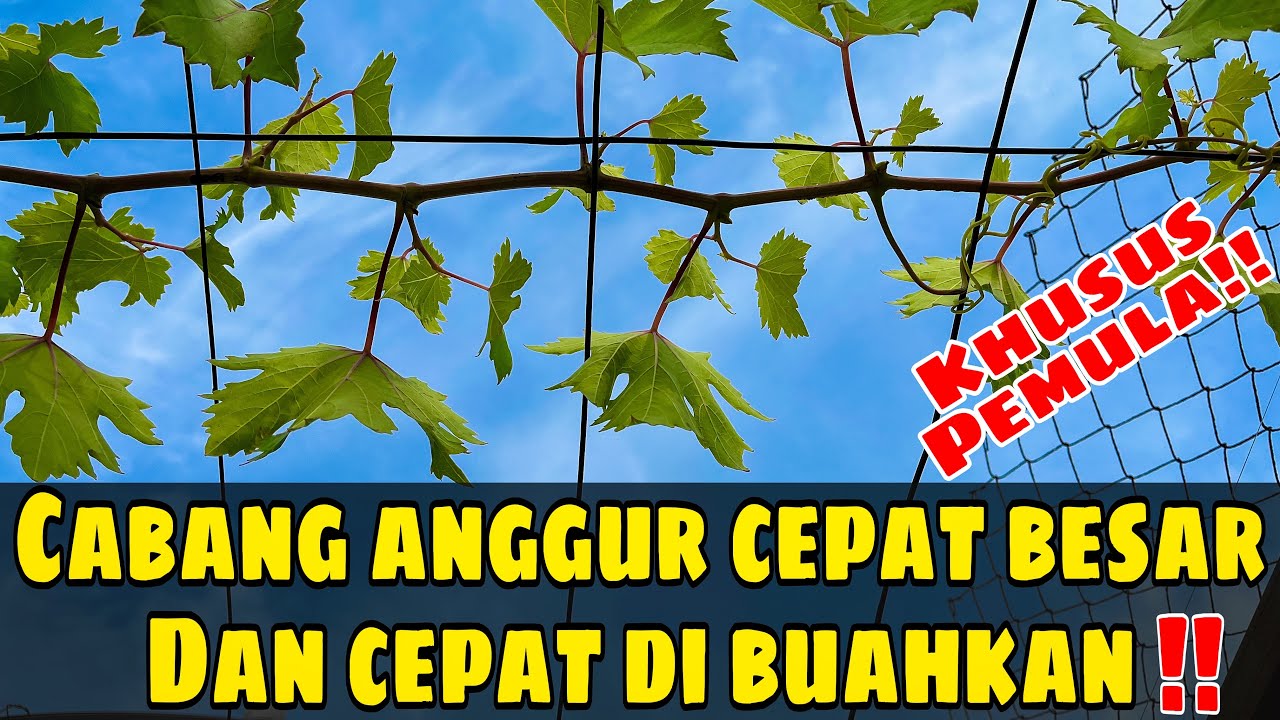 CARA MUDAH AGAR CABANG ANGGUR CEPAT BESAR DAN CEPAT DI BUAHKAN‼️🍇🔥