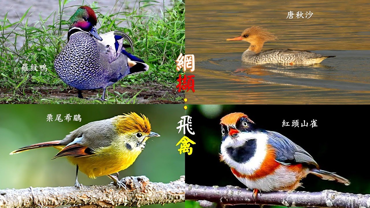2026.01.29網擷：飛禽