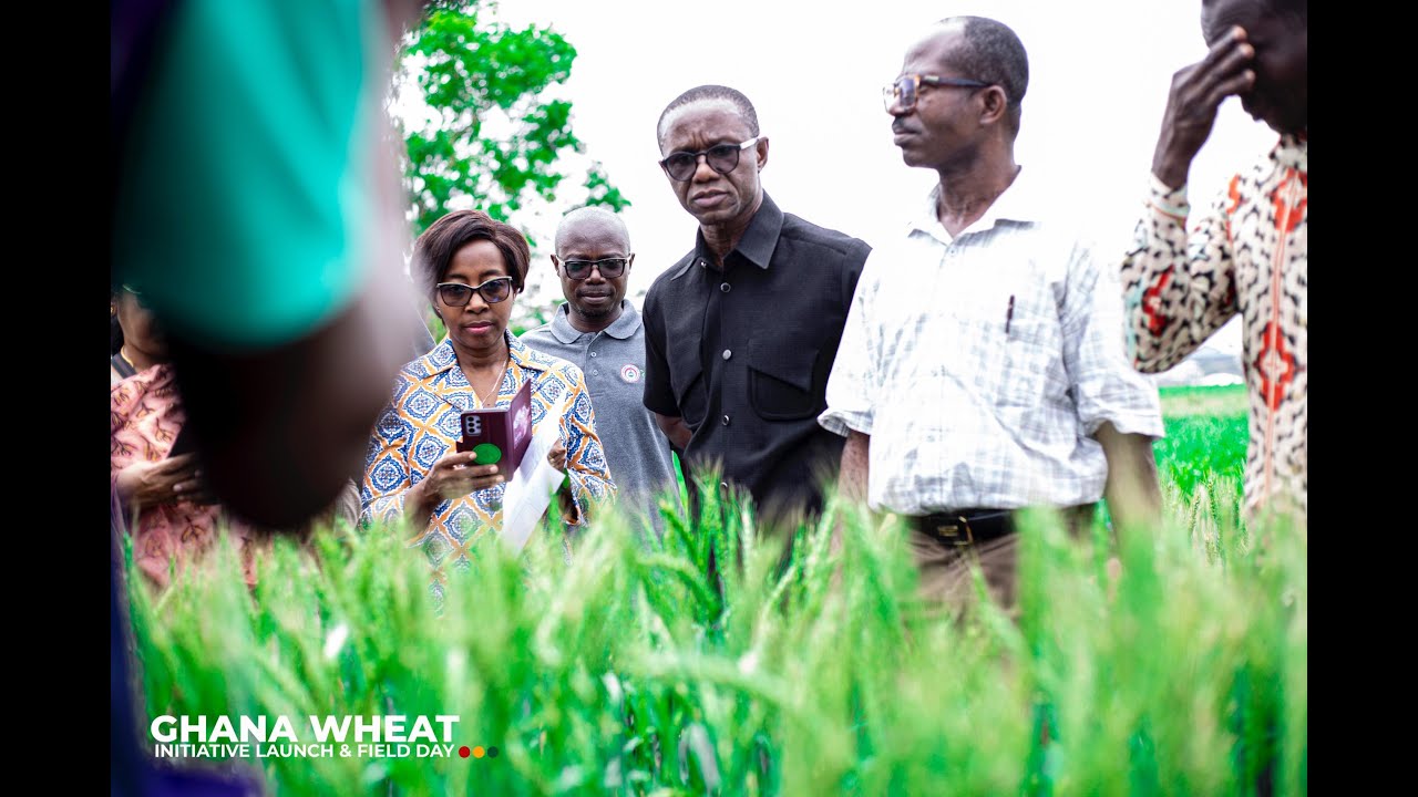 Ghana’s Wheat Revolution: How CSIR-CRI and ARIMA Farms Are Leading the Charge