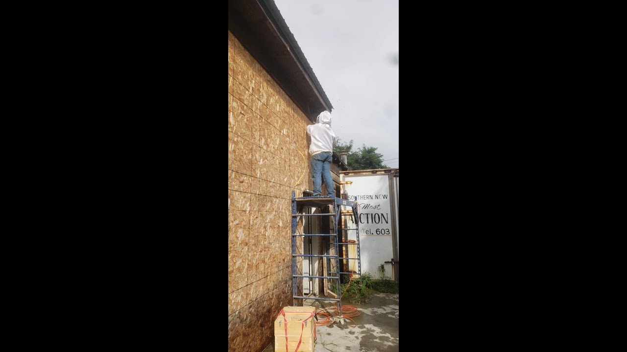 Honey bee cut out- Roof Eves