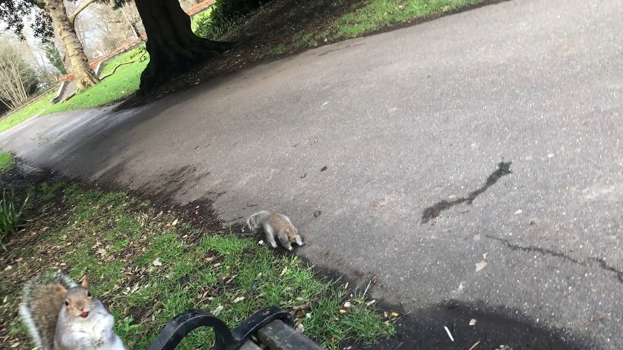 Feeding animal friends round Pymmes Park