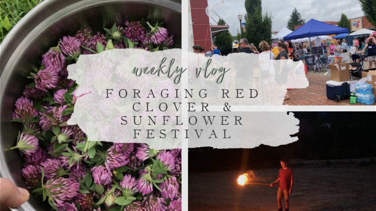 Weekly Vlog: FORAGING Red Clover | Local Sunflower FESTIVAL