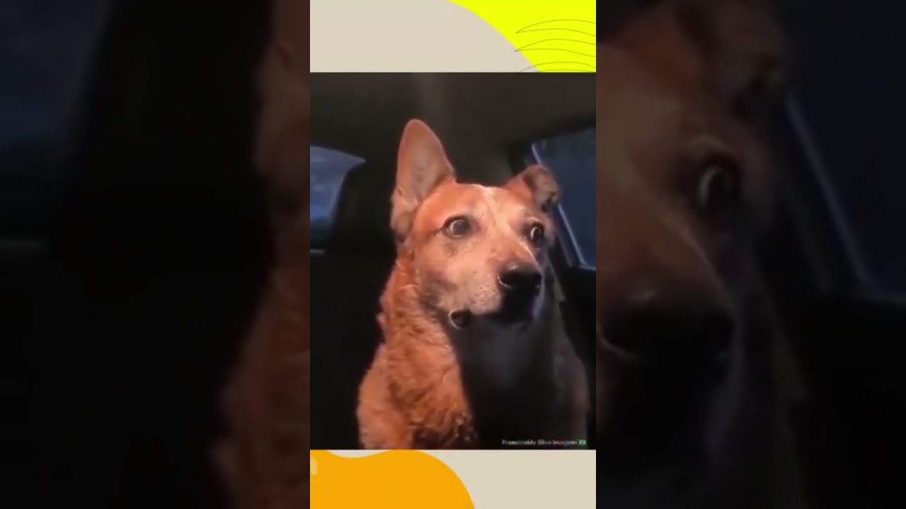 caramelo foi preso!