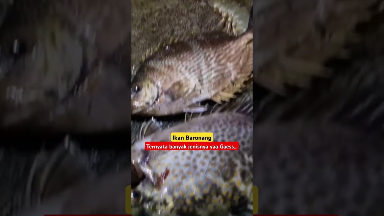 jenis jenis ikan baronang ternyata banyak ya gaess
