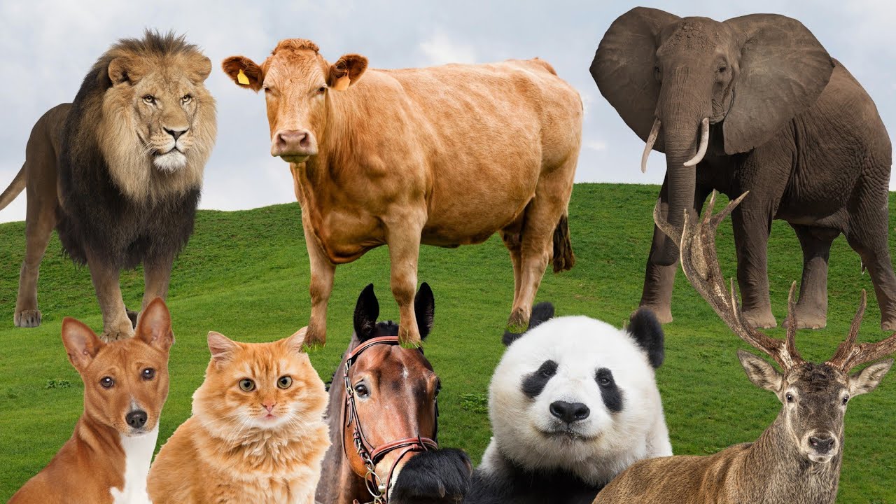 Sound of Animal: Lion, Tiger, Elephant, Giraffe, Zebra, Wolf, Bear, Eagle, Dog, Cat, Chicken