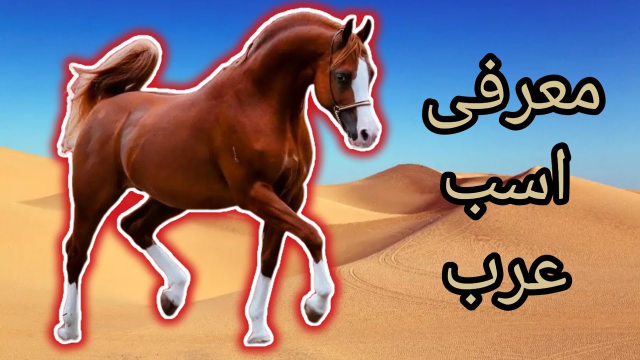 معرفی اسب نژاد عرب😍
