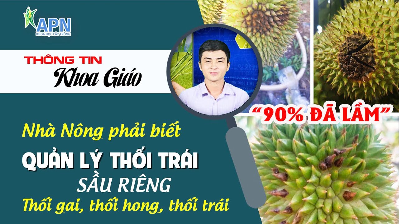 APN - NHÀ NÔNG PHẢI BIẾT QUẢN LÝ THỐI TRÁI SẦU RIÊNG TRONG MÙA MƯA