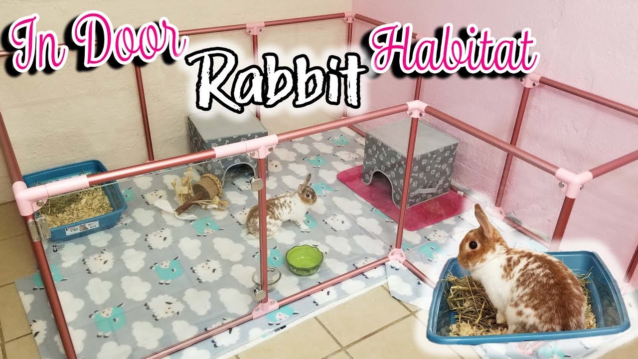 Lucidium Pen Setup | Best Rabbit Pens