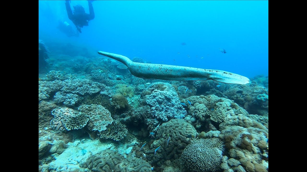 Scuba Diving Egg Rock - Yeppoon QLD