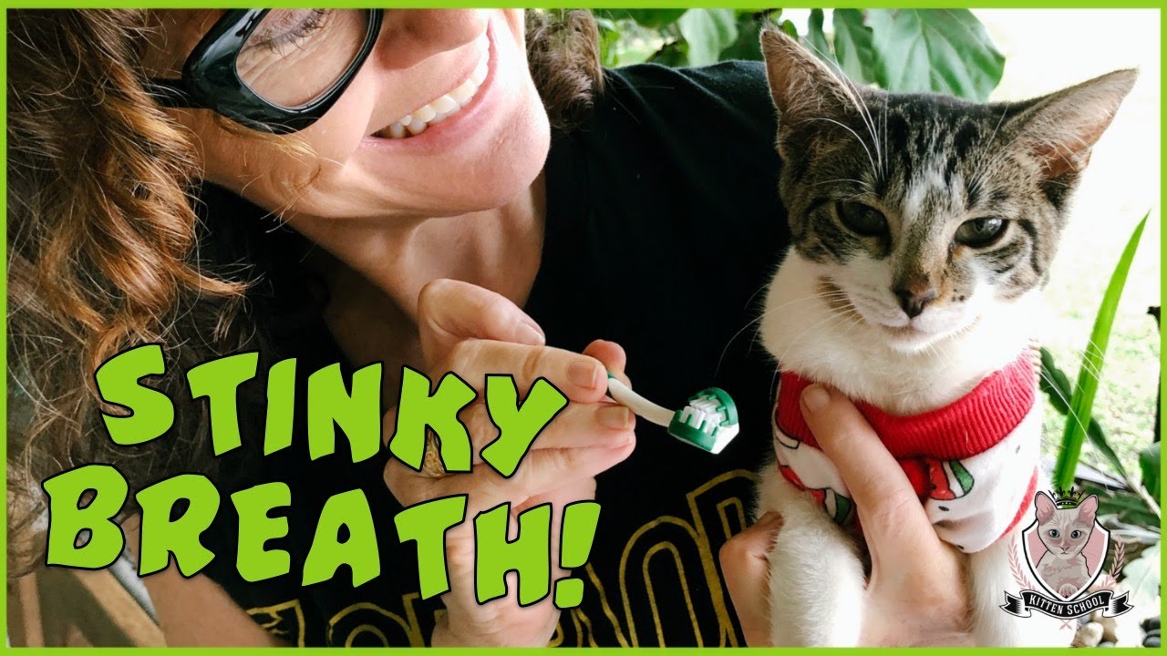 My Cat Has STINKY Breath! What Should I Do?