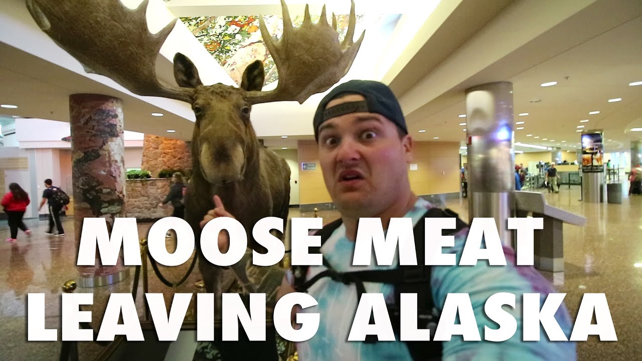 MOOSE MEAT | HEADED HOME FROM ALASKA
