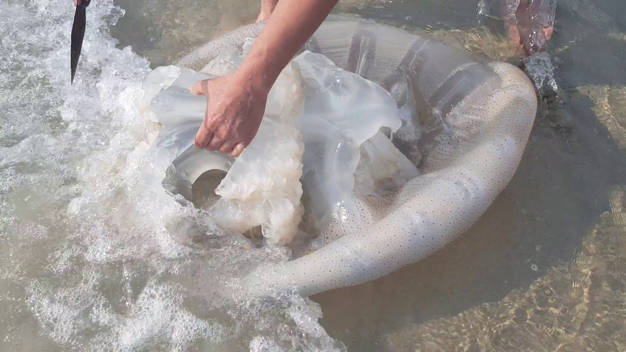 Sứa Biển | Đi biển gặp chú sứa và công lao đẩy lên bờ cho thằng khác ... xơi!