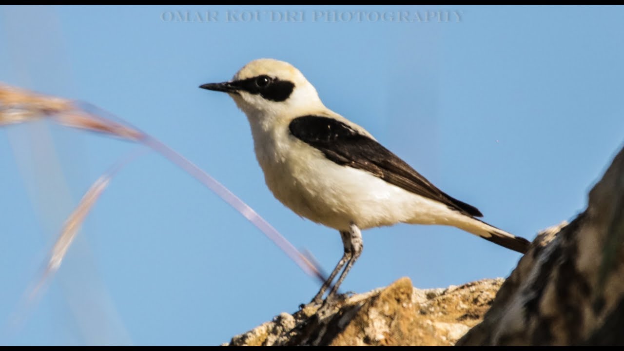 تعرف على طائر أبلق أسود الأذن Black eared weatear