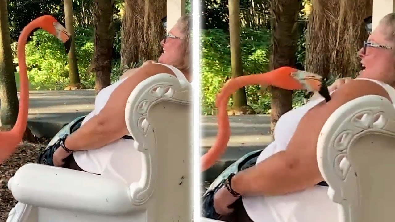Sorry, NOT SORRY! - EPIC BIRD FAILS 🦩🤣 Funny Animal Fails Of The Week | AFV 2022