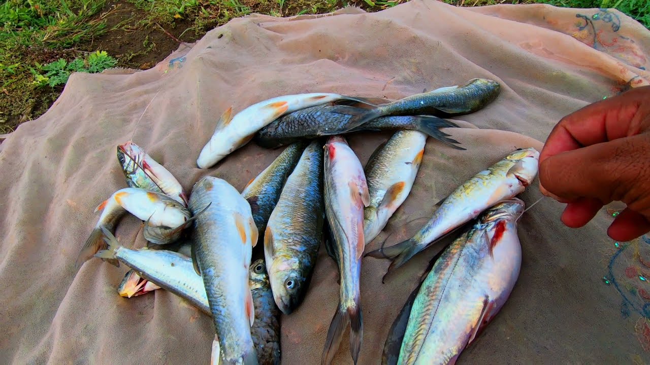 Gill Net Fishing | आज मैंने 4 और 2 उंगली के साइज वाले जाल से बहुत मछली पकड़ीं | MrPKR [2K]