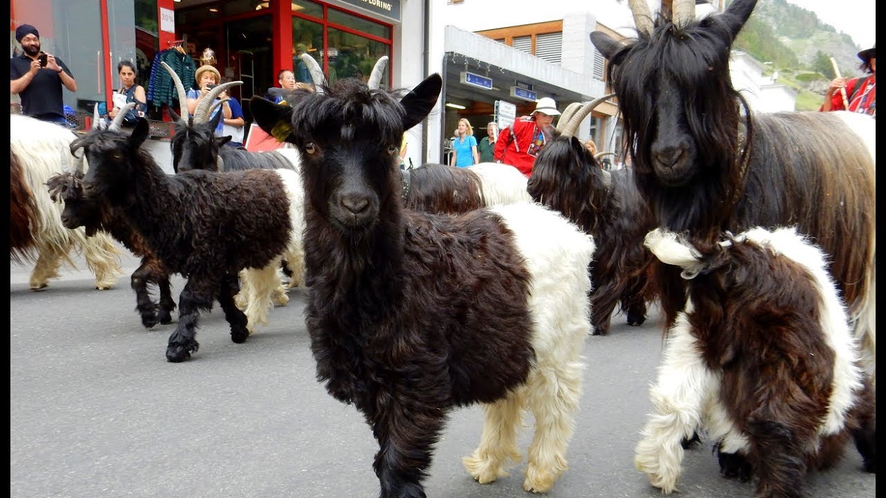 Geissenkehr,  Schwarzhalsziegen ( Blackneck goats) , Zermatt, Switzerland