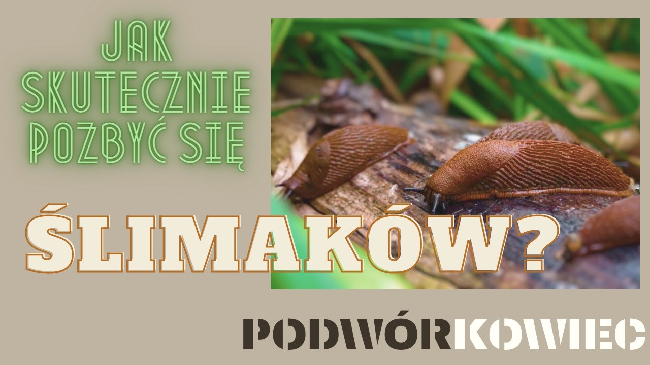 Jak skutecznie pozbyć się ślimaków?