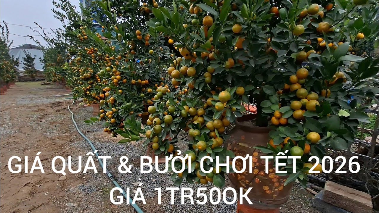 BÁO GIÁ QUẤT & BƯỞI CHƠI TẾT 2026 BÍNH NGỌ 2026 GIÁ 1Tr500k ĐẾN 8TR   