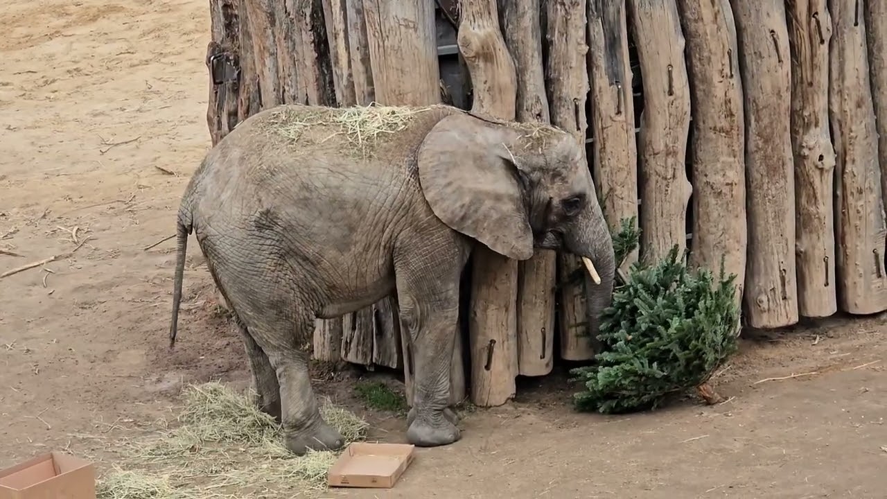 Tierische Bescherung im Bergzoo Halle (Saale)