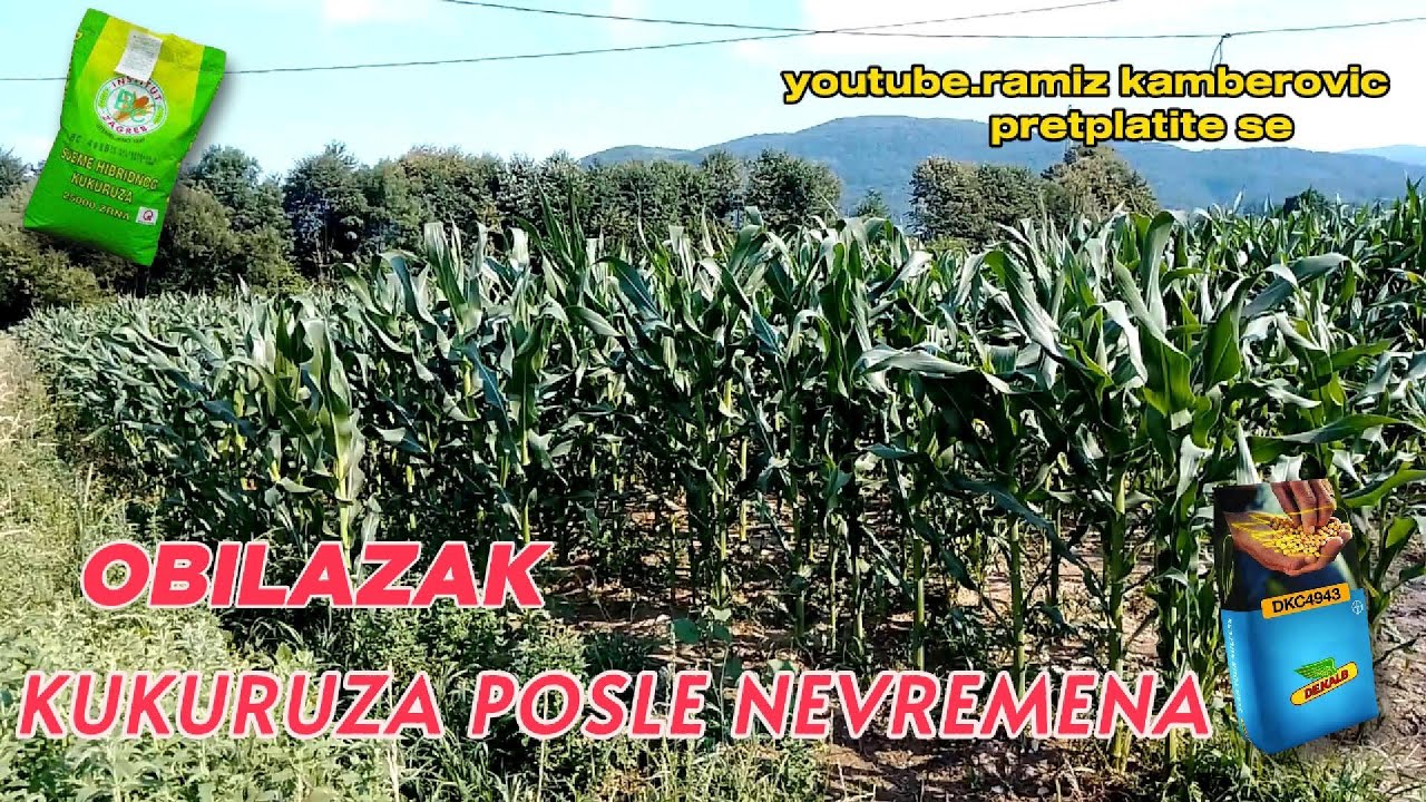 OBILAZAK KUKURUZA (BC HIBRIDA I DEKALB HIBRIDA) POSLE NEVREMENA GRADA (LEDA) 18.06.2024 GOD