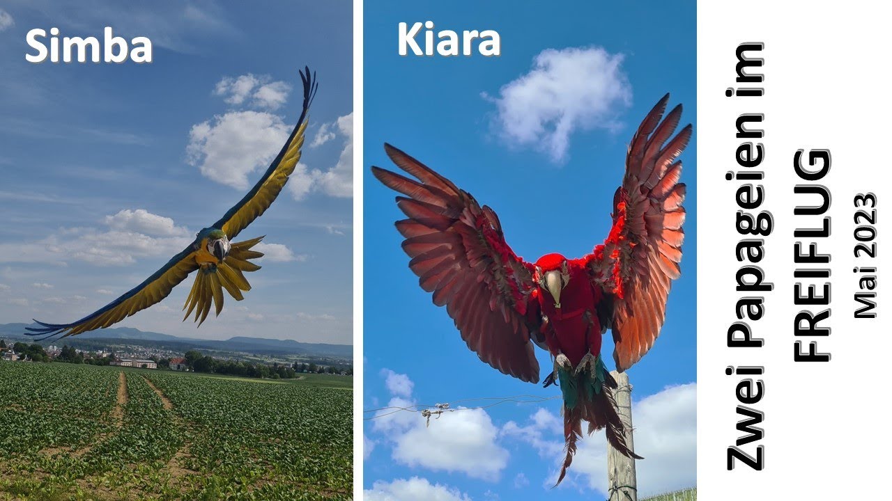 Papageien im Freiflug - M&auml;rz 2023 (Simba & Kiara)