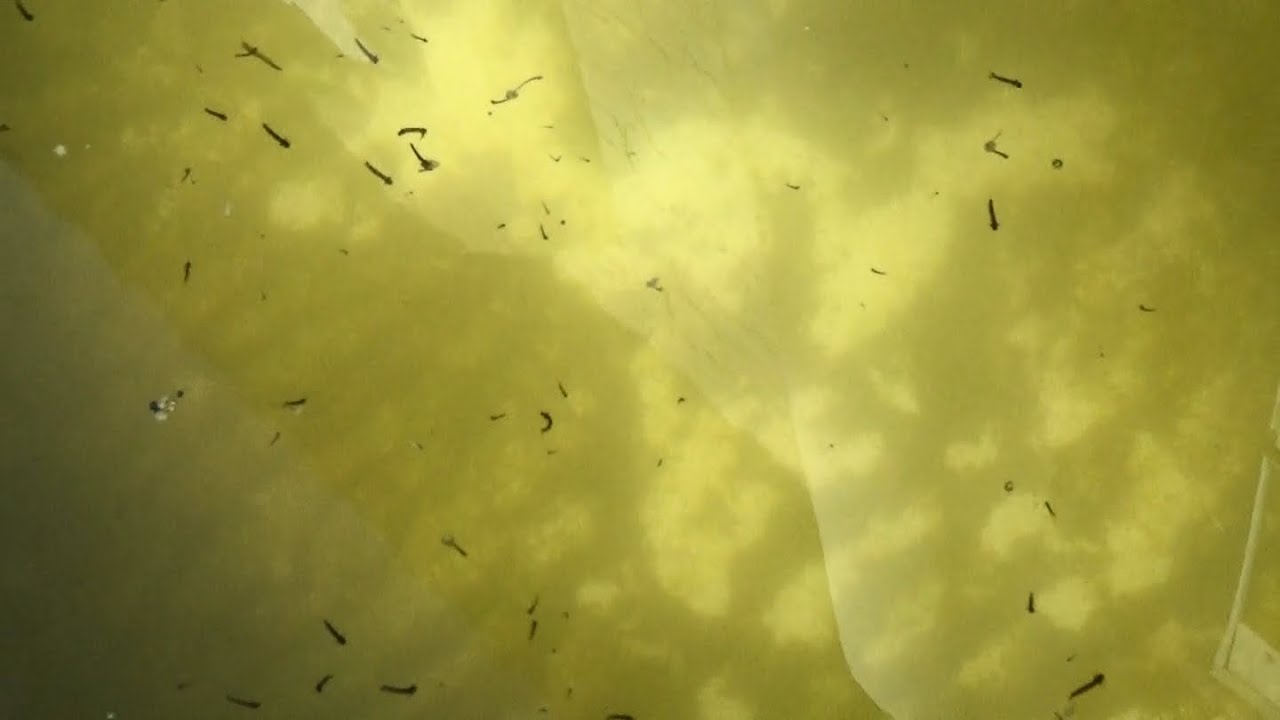 Mosquitos y pulgón. Cómo eliminarlos con producto natural.