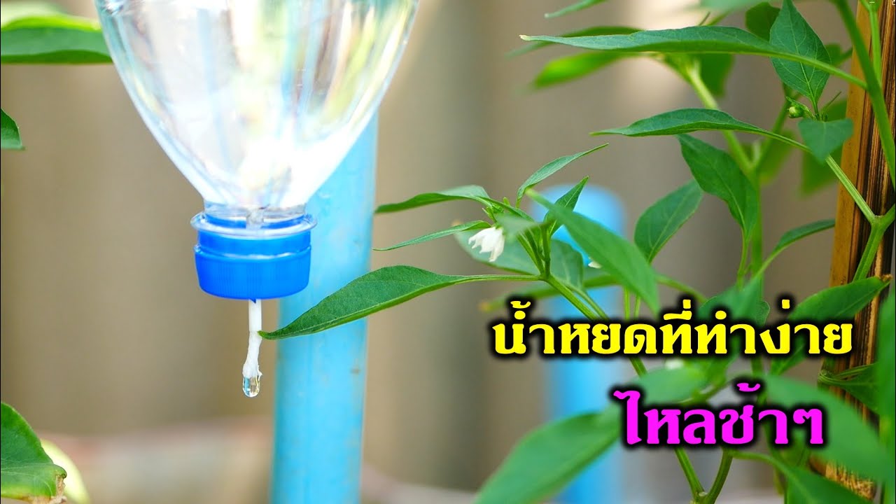 ทำน้ำหยดแบบง่าย ไหลช้า จากวัสดุเหลือใช้ #สวนผักหลังบ้าน