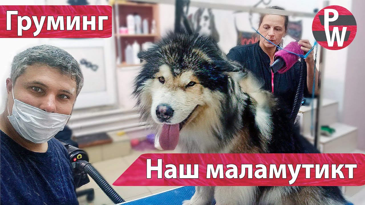 Груминг Маламута. Груминг Аляскинского Маламута. Наш Гаврюша